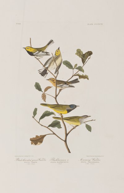 Illusztráció a "Birds of America"-ból alkotó: John James Audubon
