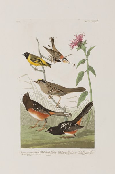 Illusztráció a "Birds of America"-ból alkotó: John James Audubon