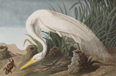 Illusztráció a "Birds of America"-ból alkotó: John James Audubon