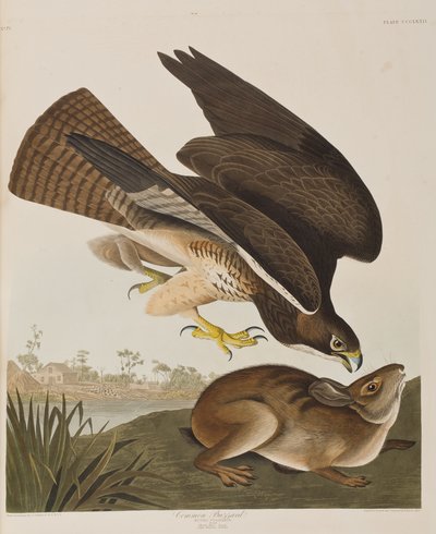 Illusztráció a "Birds of America"-ból alkotó: John James Audubon