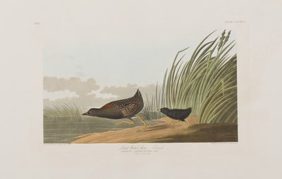 Illusztráció a "Birds of America"-ból alkotó: John James Audubon