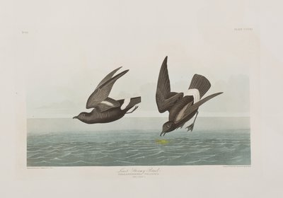 Illusztráció a "Birds of America"-ból alkotó: John James Audubon