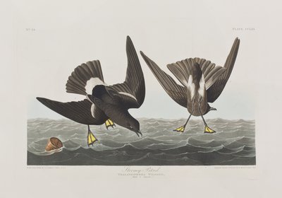 Illusztráció a "Birds of America"-ból alkotó: John James Audubon