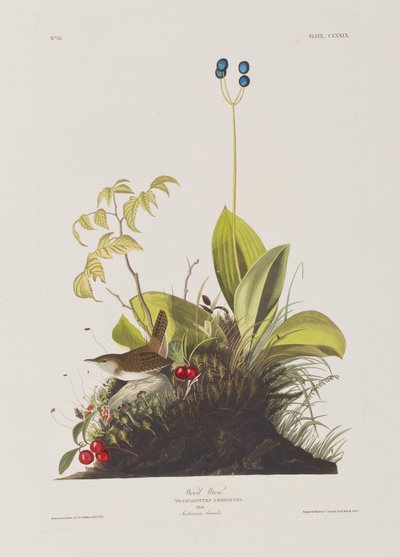 Illusztráció a "Birds of America"-ból alkotó: John James Audubon