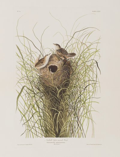 Illusztráció a "Birds of America"-ból alkotó: John James Audubon
