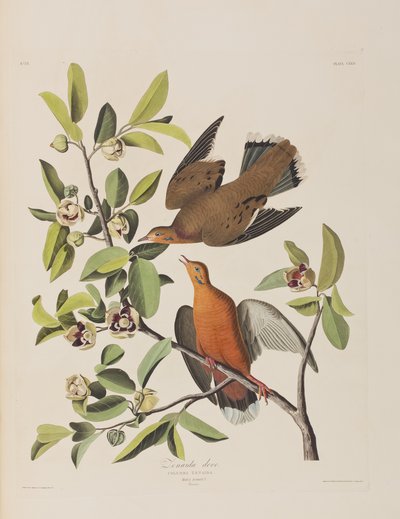 Illusztráció a "Birds of America"-ból alkotó: John James Audubon