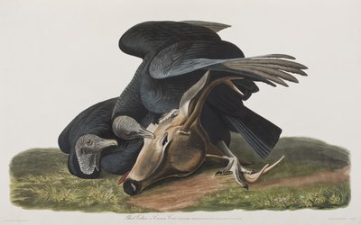 Illusztráció a "Birds of America"-ból alkotó: John James Audubon