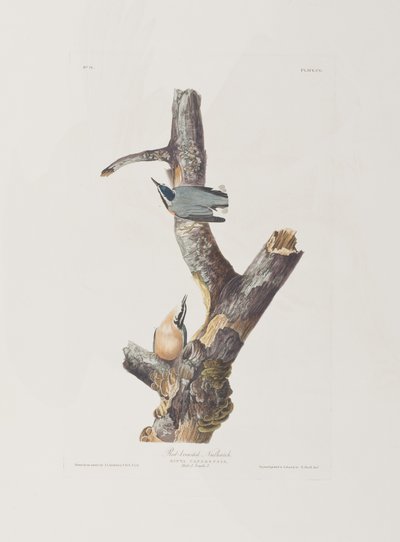 Illusztráció a "Birds of America"-ból alkotó: John James Audubon