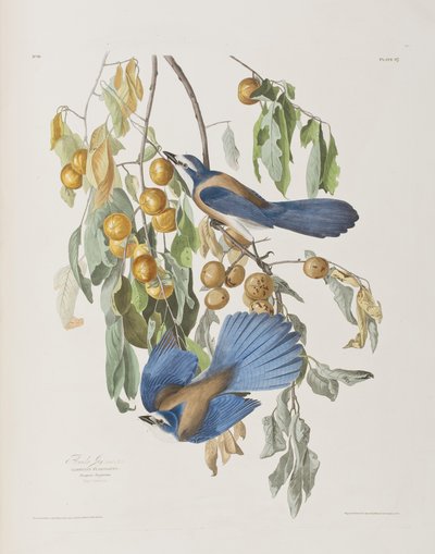 Illusztráció a "Birds of America"-ból alkotó: John James Audubon