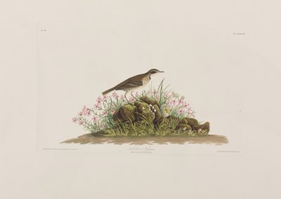 Illusztráció a "Birds of America"-ból alkotó: John James Audubon