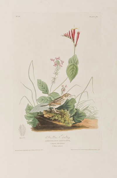 Illusztráció a "Birds of America"-ból alkotó: John James Audubon