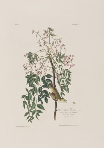 Illusztráció a "Birds of America"-ból alkotó: John James Audubon