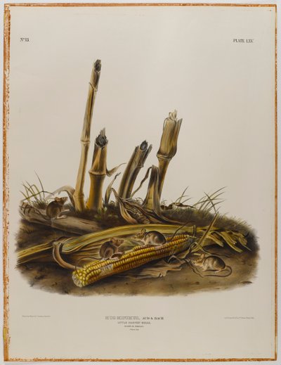 Kis aratóegér alkotó: John James Audubon