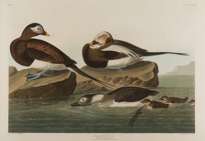 Hosszúfarkú kacsa, 1836 (wc papíron) alkotó: John James Audubon