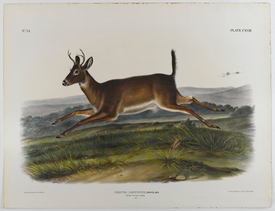 Hosszúfarkú szarvas, 1847 alkotó: John James Audubon