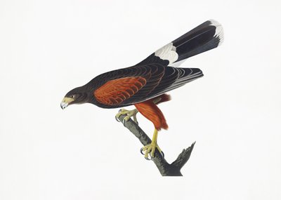 Louisiana-sas a *Birds of America* című műből (1827) alkotó: John James Audubon