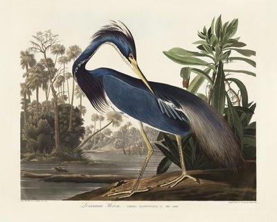 Louisiana-gém a Birds of America című műből (1827) alkotó: John James Audubon