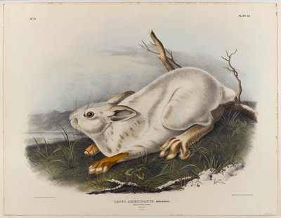 északi nyúl (téli nyúl) alkotó: John James Audubon