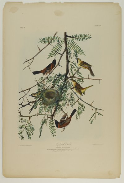 Orchard Oriole, nyomta Julien Bien és adta ki Roe Lockwood & Son, 1861 (kromolitográfia) alkotó: John James Audubon