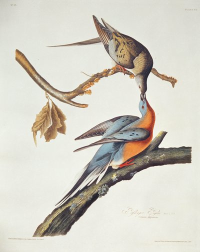 Passenger Pigeon, a Birds of America-ból alkotó: John James Audubon
