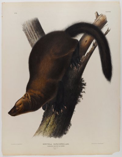 Zászlók martin vagy halász alkotó: John James Audubon