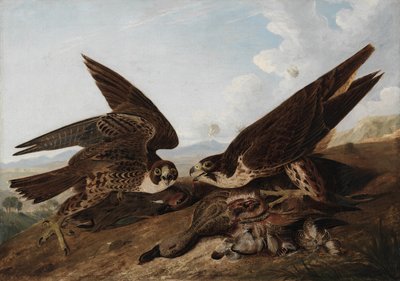 Vándorsólymok alkotó: John James Audubon