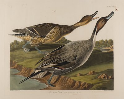 Pinfarkú kacsa, 1834 (wc papíron) alkotó: John James Audubon