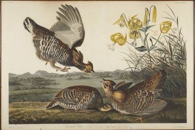 Prérityúk alkotó: John James Audubon