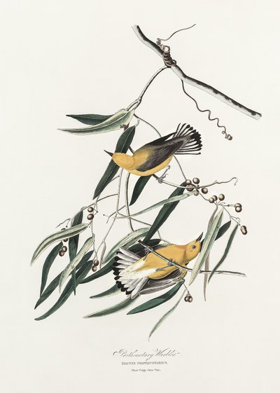 Sárgafejű poszáta a *Birds of America* (1827) című műből alkotó: John James Audubon