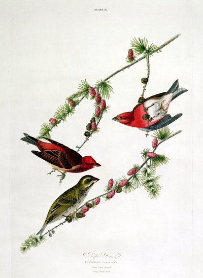 Lila pinty, a "Birds of America"-ból, William Home (1788-1859) metszete alkotó: John James Audubon