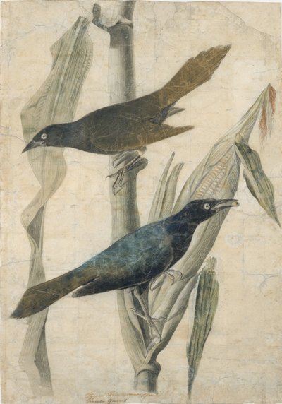 Lila Grackle, 19. század eleje-közepe. alkotó: John James Audubon