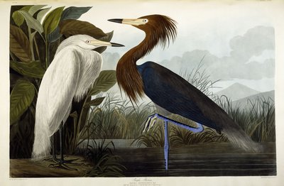 Bíbor gém, 1835 körül alkotó: John James Audubon