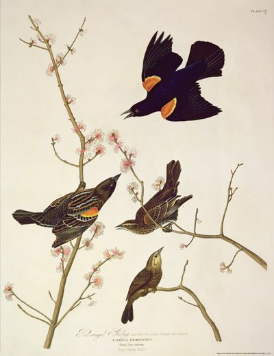 Vörösszárnyú seregély, az Amerika madaraiból, Robert Havell (1793-1878) metszete, 1820-ban megjelent alkotó: John James Audubon
