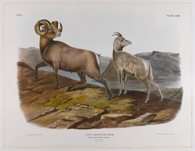 Rocky Mountain bárány, 1845 alkotó: John James Audubon
