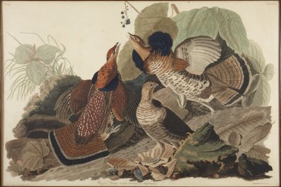  alkotó: John James Audubon