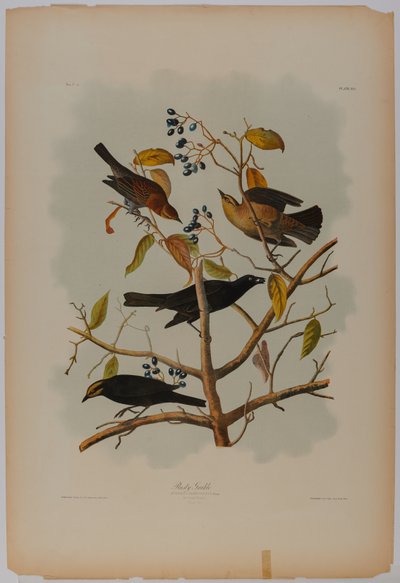 Rozsdás rétihéja alkotó: John James Audubon