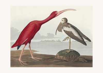 Vörös íbisz a *Birds of America* című műből (1827) alkotó: John James Audubon