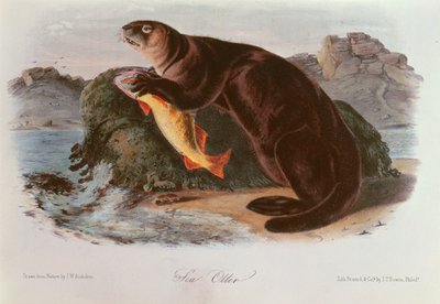 Tengeri vidra az észak-amerikai négylábúaktól (1842-5) alkotó: John James Audubon