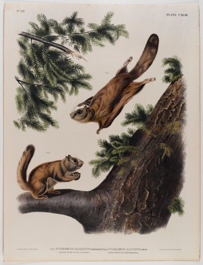 Severn River repülő mókus (balra) és Rocky Mountain repülő mókus (jobbra) alkotó: John James Audubon