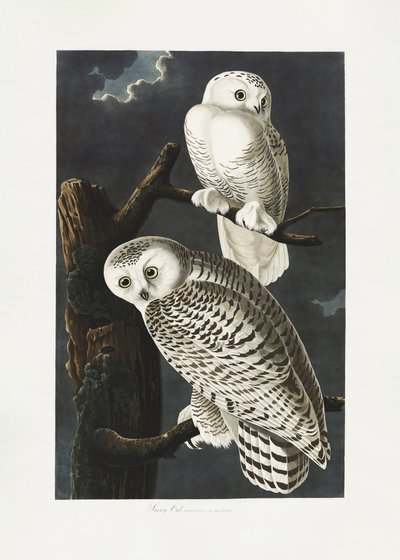 Hófehér bagoly a *Birds of America* című műből (1827) alkotó: John James Audubon