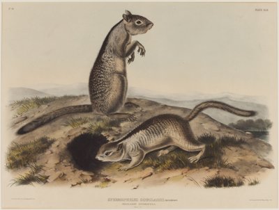 Spermophilus Douglassii (két Douglas mókus) alkotó: John James Audubon