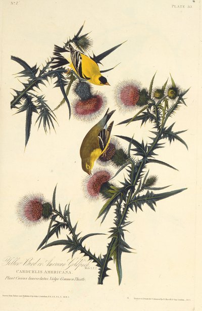 Az amerikai aranypinty. Az Amerika madaraiból, 1827-1838. alkotó: John James Audubon