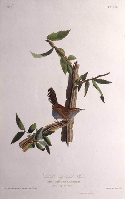 A Bewicks ördög. Az Amerika madaraiból, 1827-1838. alkotó: John James Audubon
