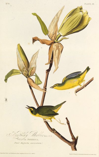A kentuckyi poszáta. Az Amerika madaraiból, 1827-1838. alkotó: John James Audubon