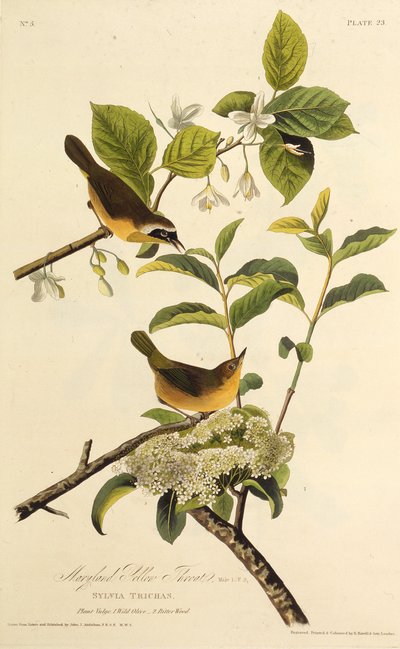 A marylandi sárgatorok. Az Amerika madaraiból, 1827-1838. alkotó: John James Audubon