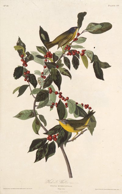 A nashville-i poszáta. Az Amerika madaraiból, 1827-1838. alkotó: John James Audubon