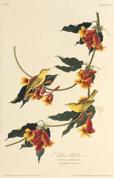 A Rathbone poszáta. Az Amerika madaraiból, 1827-1838. alkotó: John James Audubon