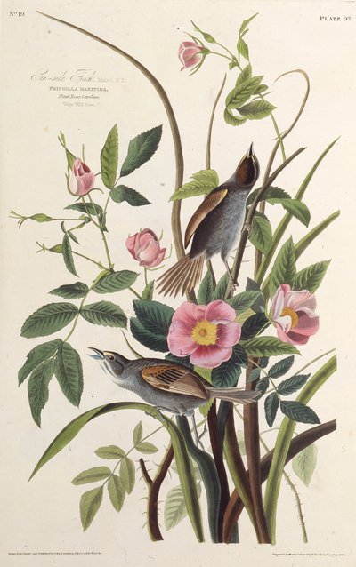 A tengeri pinty. Az Amerika madaraiból, 1827-1838. alkotó: John James Audubon