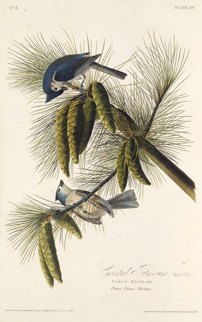 A fekete tarajos cinege. Az Amerika madaraiból, 1827-1838. alkotó: John James Audubon