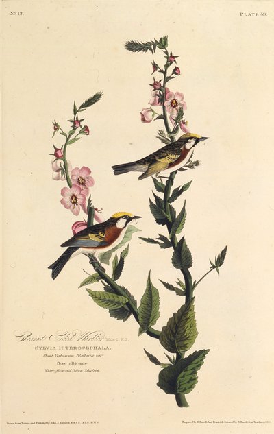 A gesztenye oldalú poszáta. Az Amerika madaraiból, 1827-1838. alkotó: John James Audubon